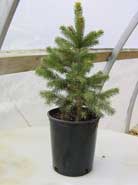 potted evergreen