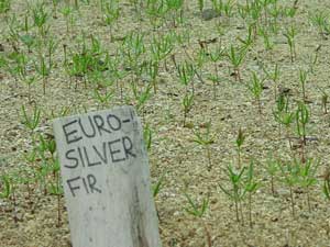 European Silver Fir seedlings